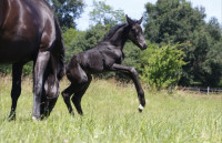 Vente de cheval :  Qhaleesi